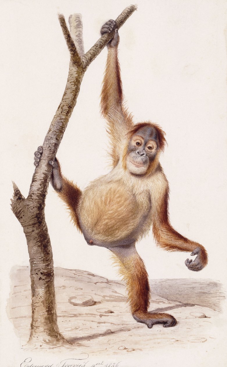 ओरंगुटान, 1836 द्वारा एडौर्ड ट्रैविस