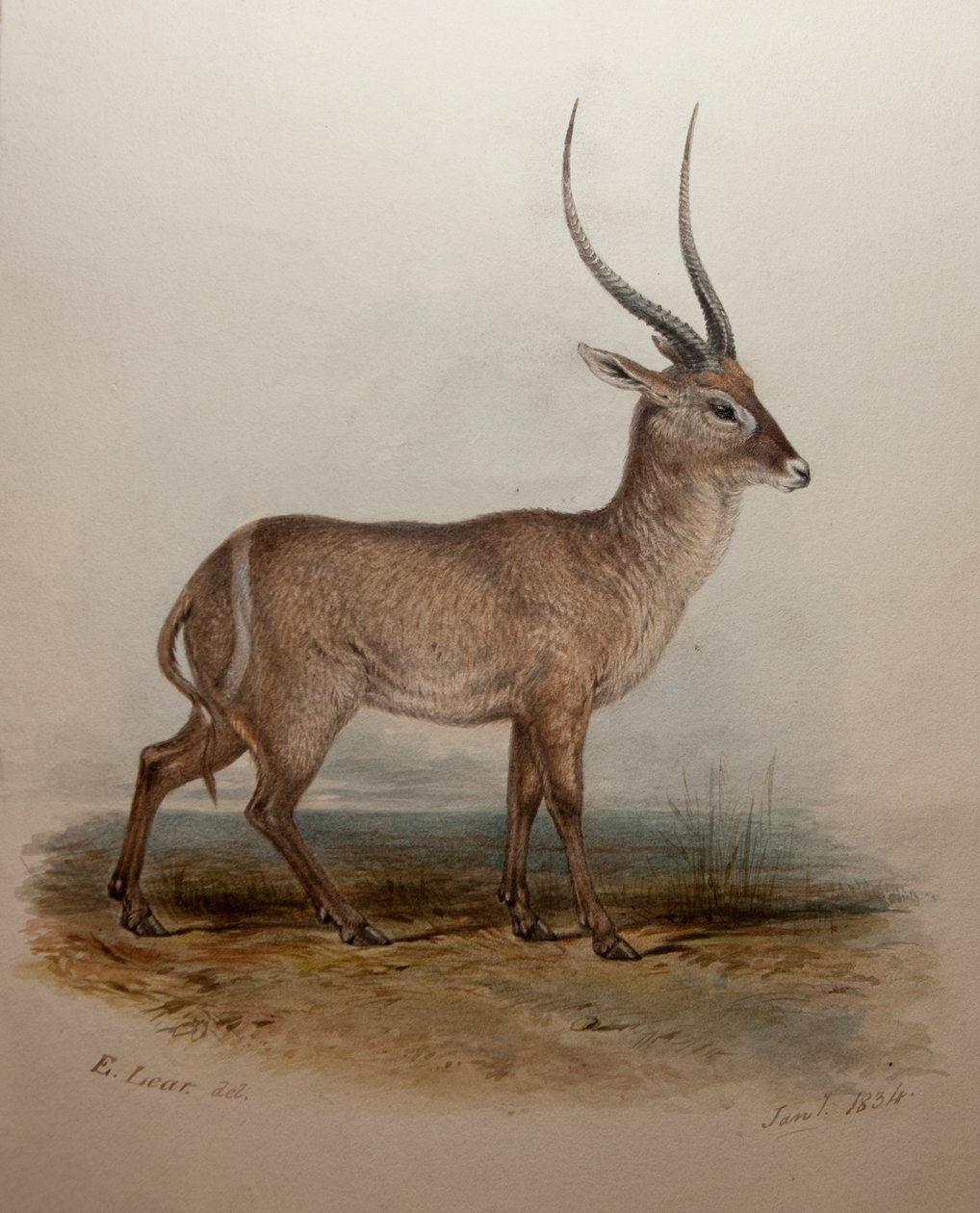 बोहोर रीडबक्स, 1834 द्वारा एडवर्ड लीयर