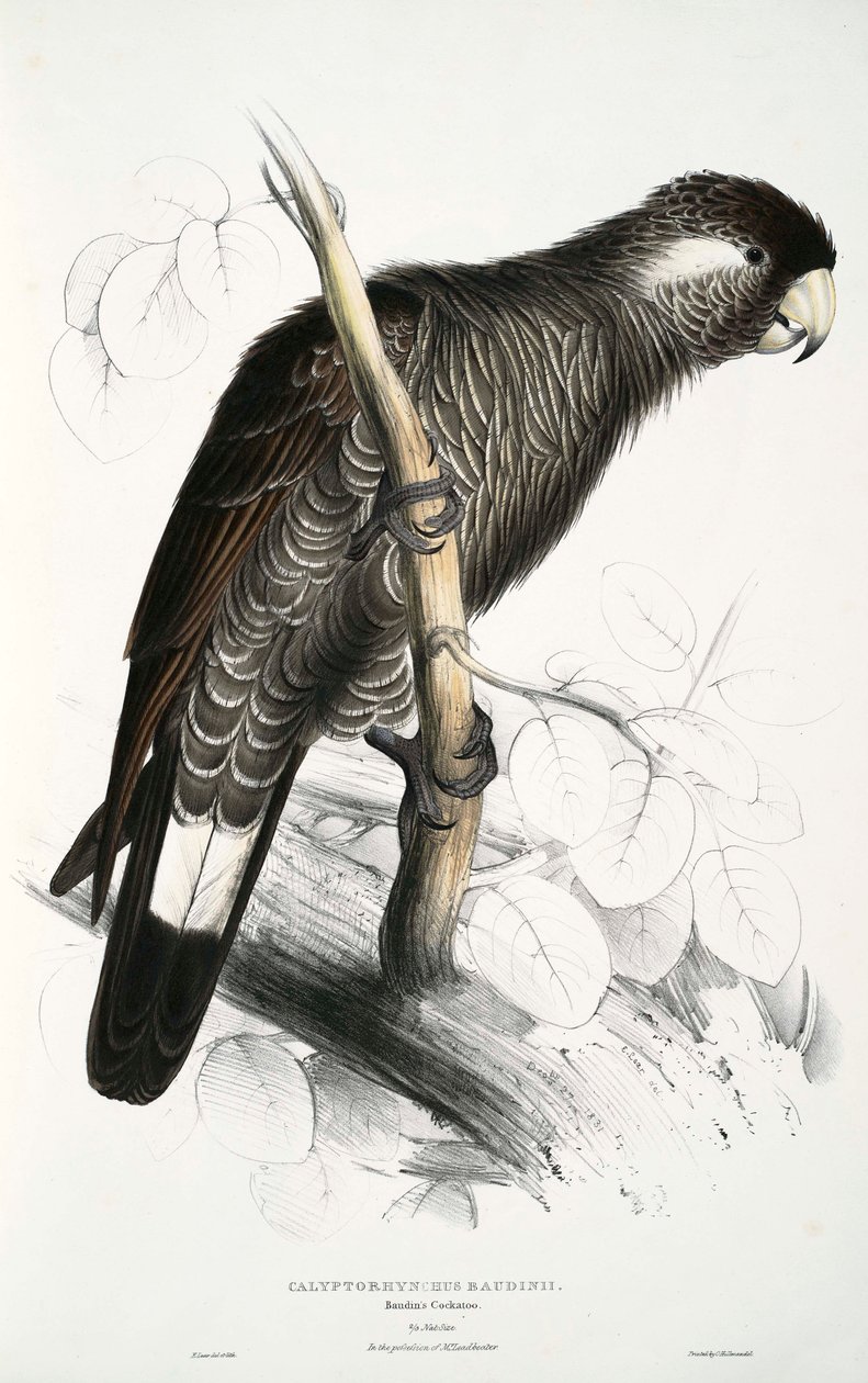Calyptorhynchus द्वारा एडवर्ड लीयर