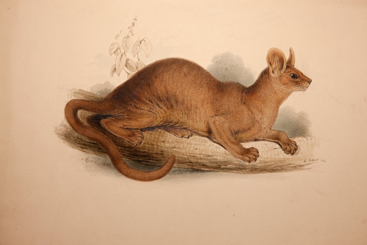 Cryptoprocta भयंकर 1833 द्वारा एडवर्ड लीयर