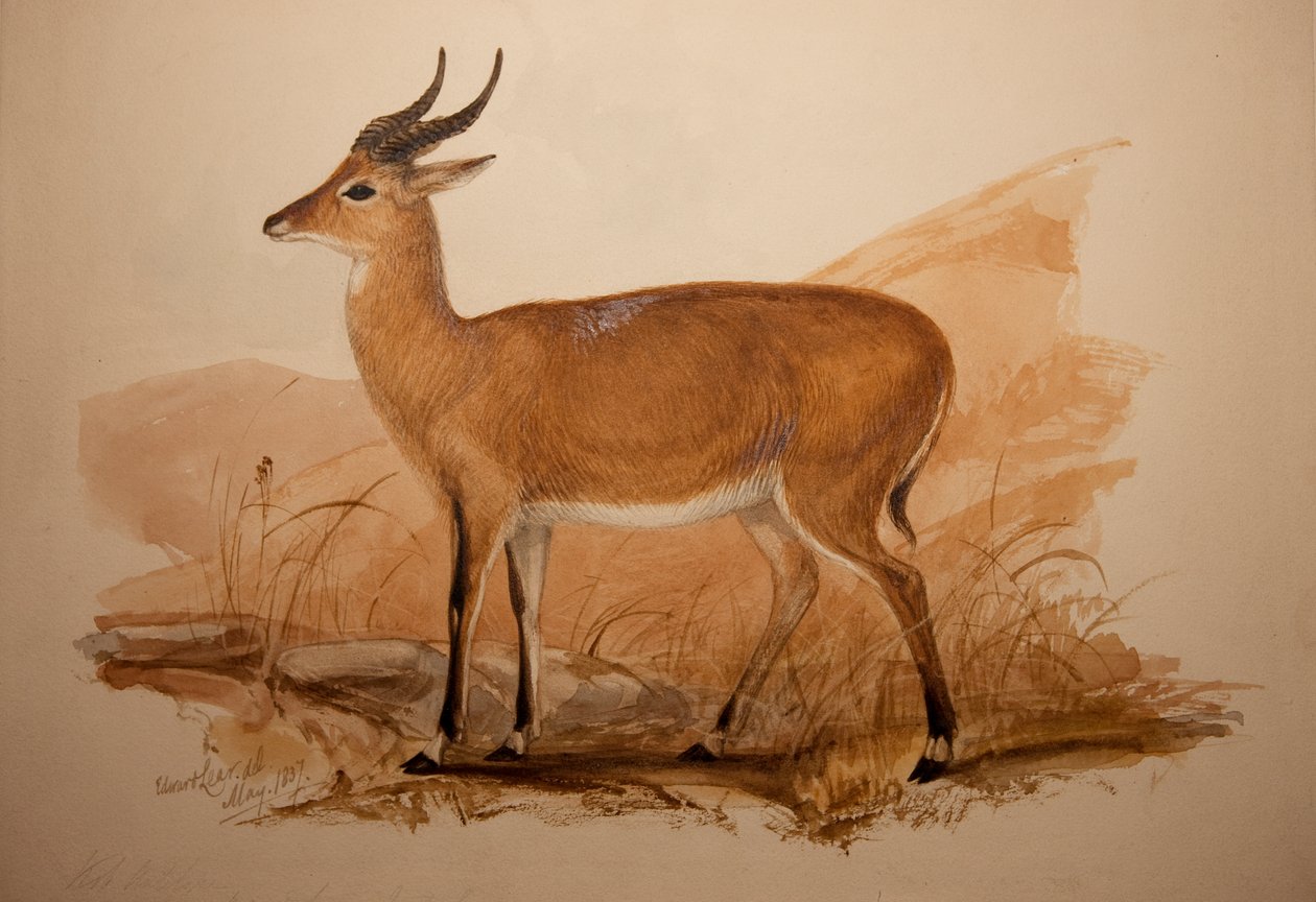 कोब एंटेलोप, 1837 द्वारा एडवर्ड लीयर
