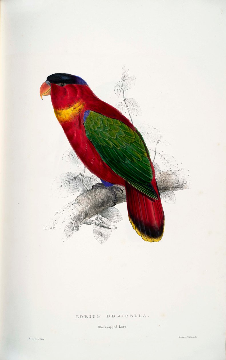 लोरियस अधिवास द्वारा एडवर्ड लीयर