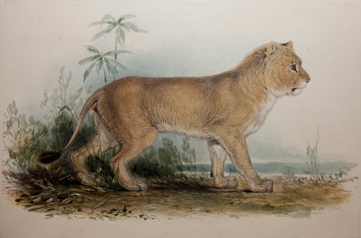 मैनजर लायन ऑफ गेज़रैट, 1835 द्वारा एडवर्ड लीयर