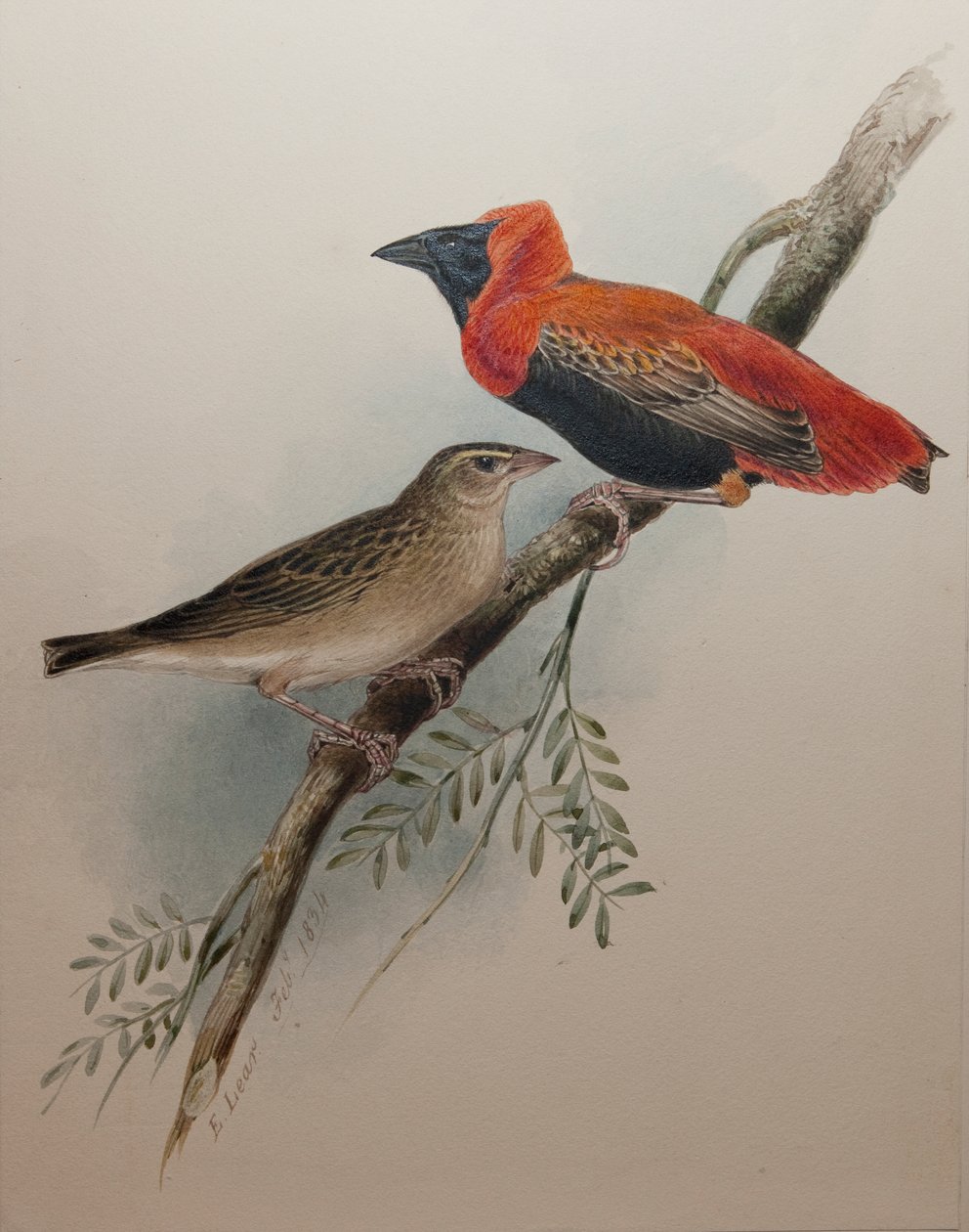 उत्तरी लाल बिशप, 1834 द्वारा एडवर्ड लीयर
