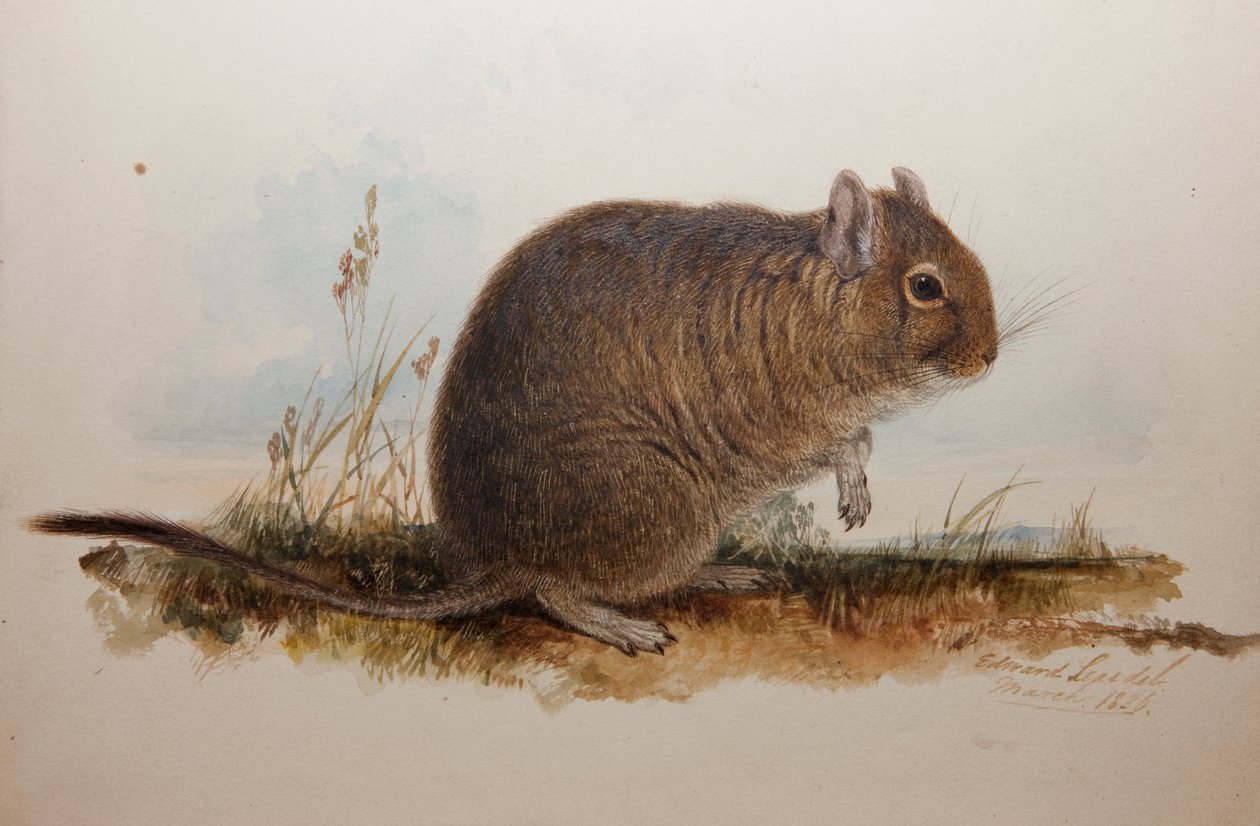 ऑक्टोडन कमिंगी, 1836 द्वारा एडवर्ड लीयर
