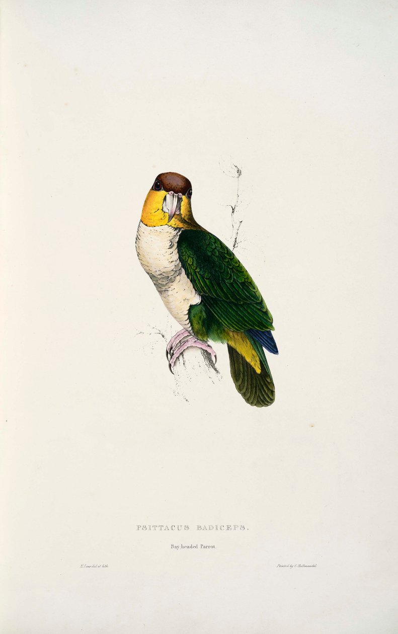 Pionites leucogaster द्वारा एडवर्ड लीयर