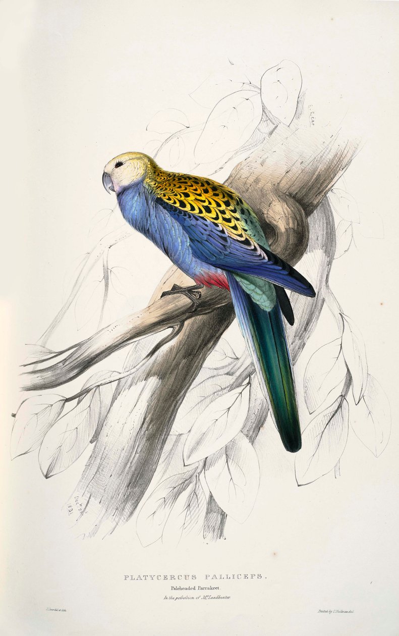 प्रशिक्षित platycercus द्वारा एडवर्ड लीयर