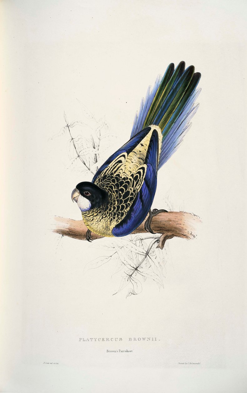 platycercus आकर्षक द्वारा एडवर्ड लीयर