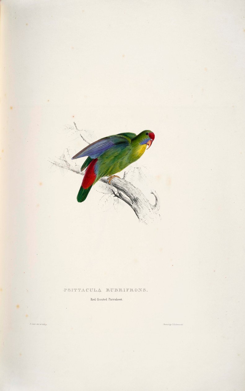 Psittacula rubrifrons द्वारा एडवर्ड लीयर