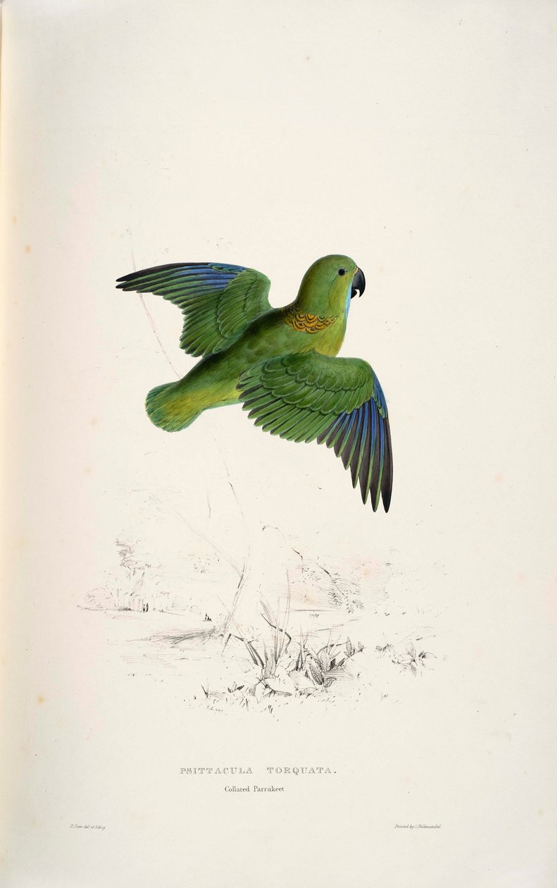 Psittacula torquata द्वारा एडवर्ड लीयर