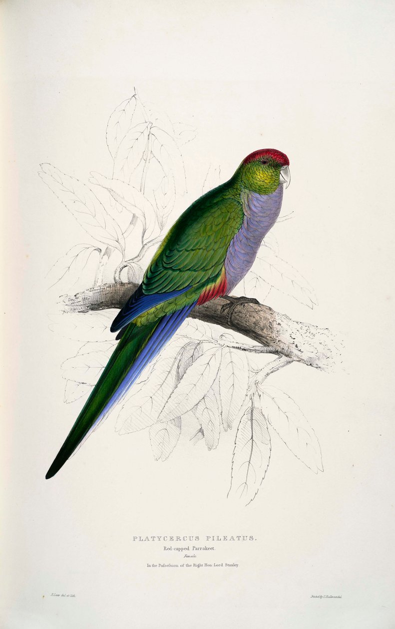 Purpureicephalus चैंपियन द्वारा एडवर्ड लीयर