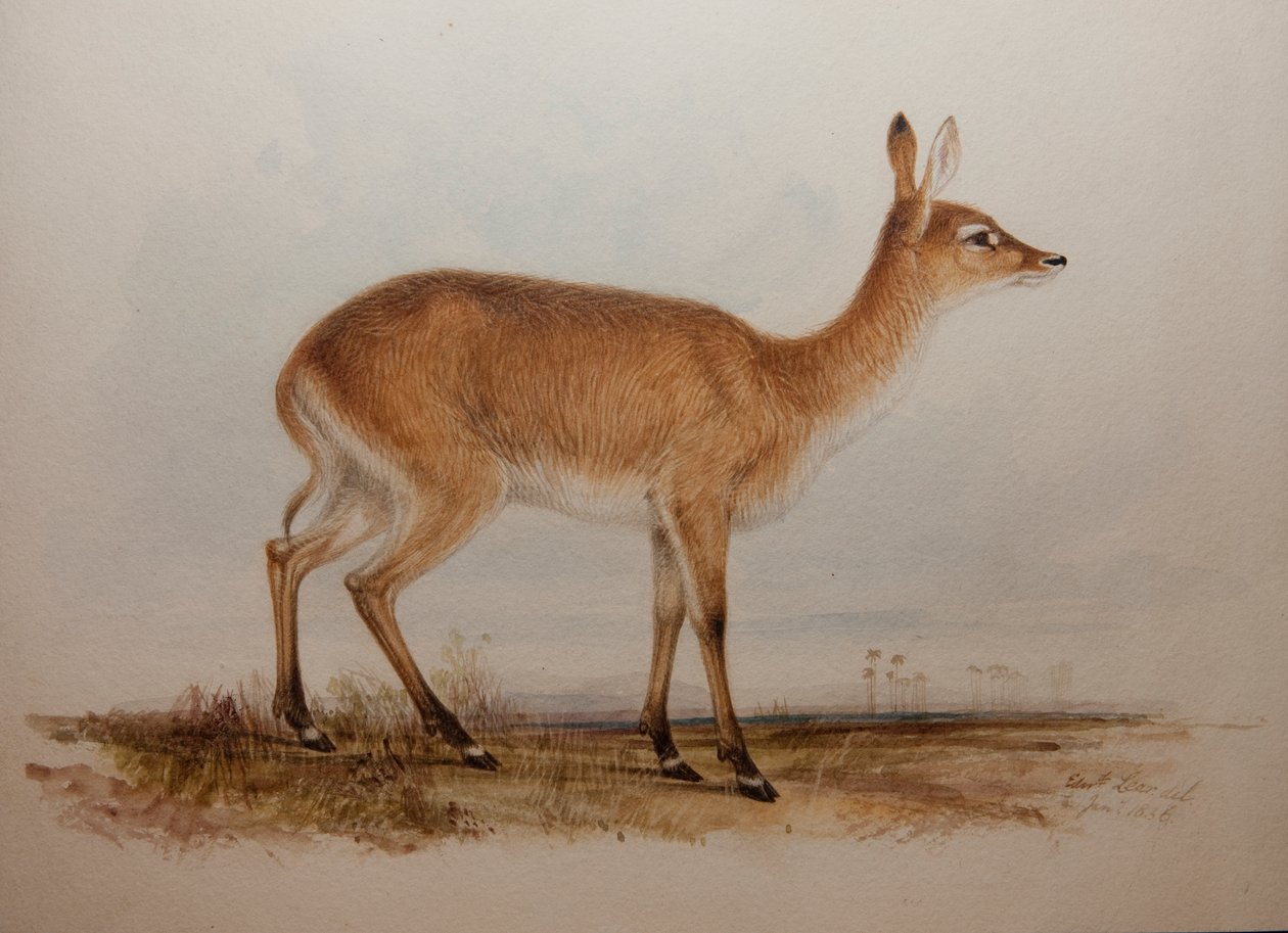 रेड लेचवे, 1836 द्वारा एडवर्ड लीयर