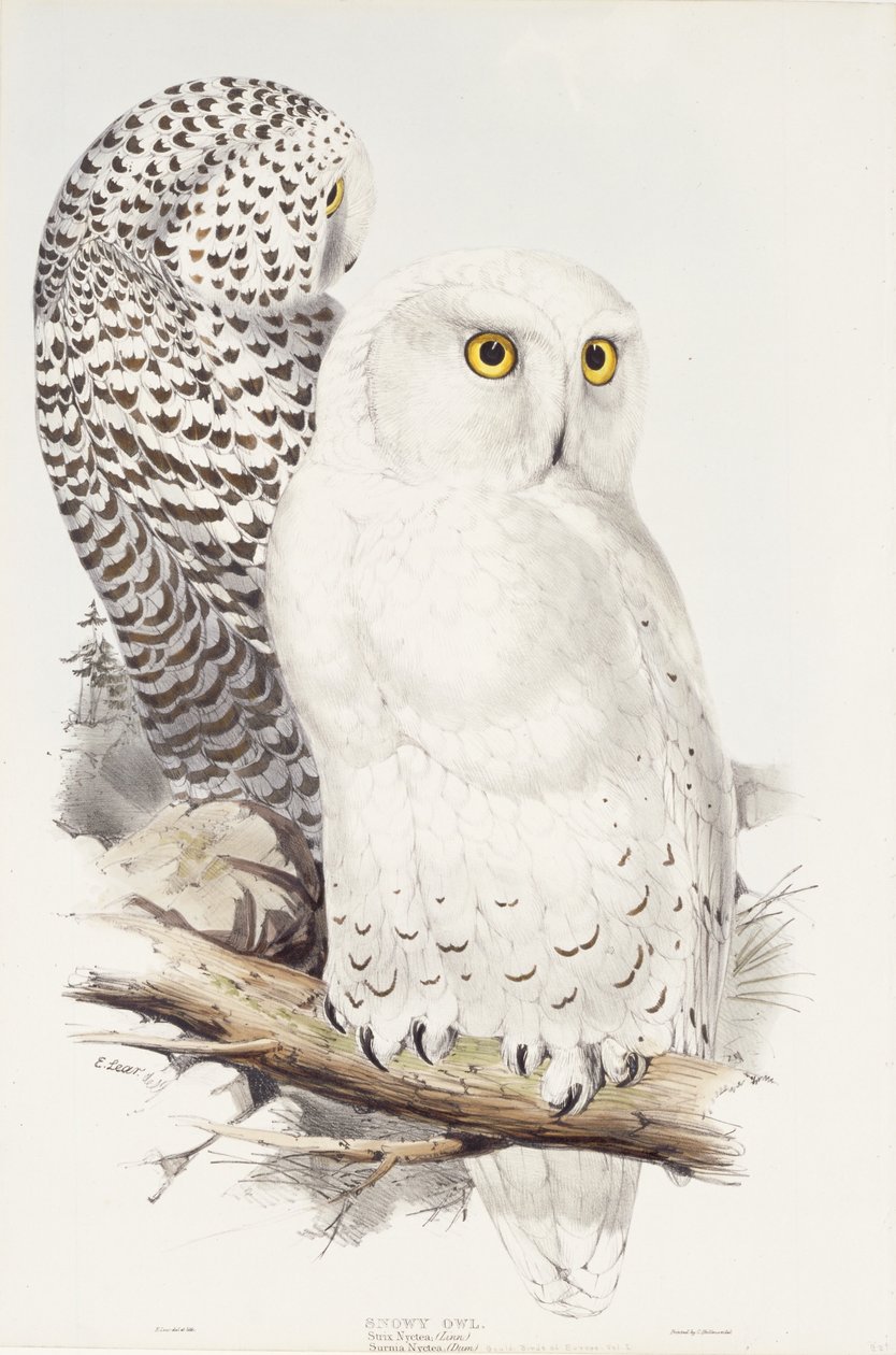 हिमाच्छन्न उल्लू। Strix Nyctea; (लिन); Surnia Nyctea, 1832-1837 द्वारा एडवर्ड लीयर