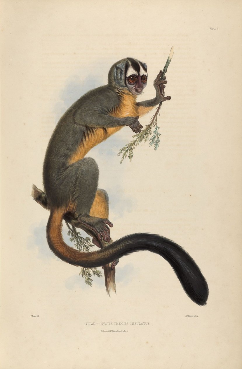Vitoe Nyctipithecus Infulatus द्वारा एडवर्ड लीयर