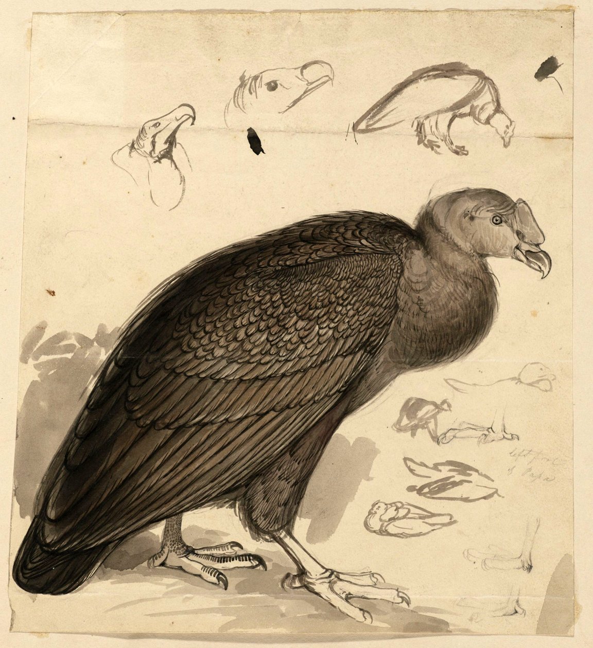 कंडर द्वारा एडवर्ड लीयर