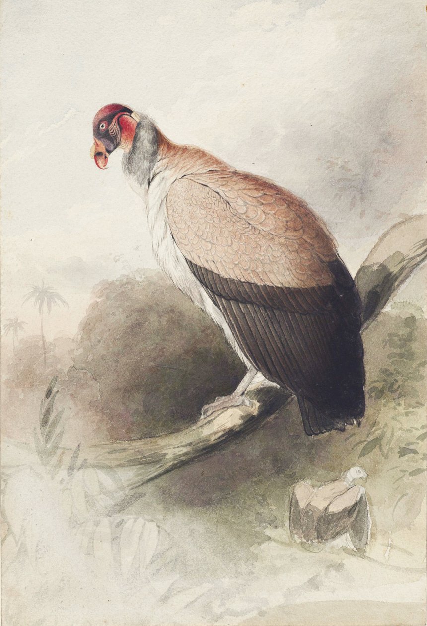 कंडर द्वारा एडवर्ड लीयर