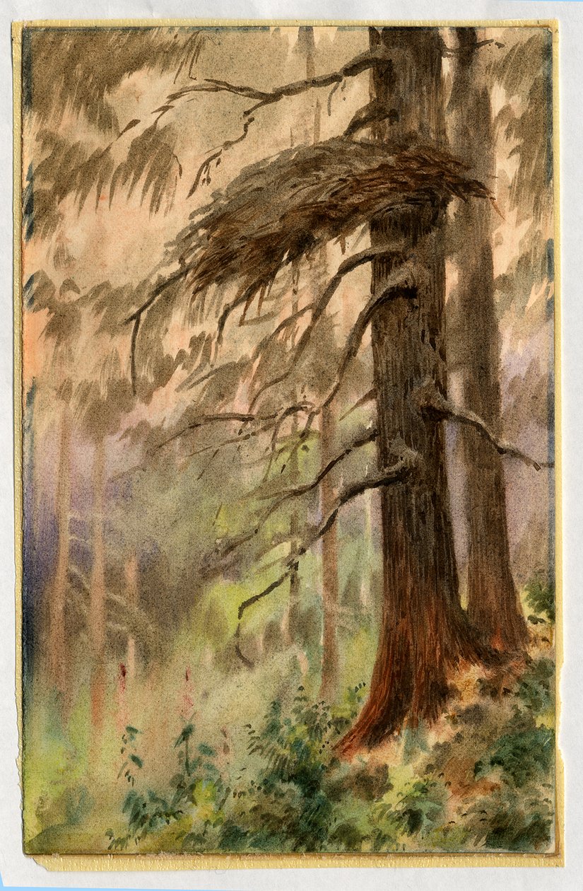 गोशाला घोंसला, 1898-99 (कागज पर wc) द्वारा एडवर्ड एड्रियन विल्सन