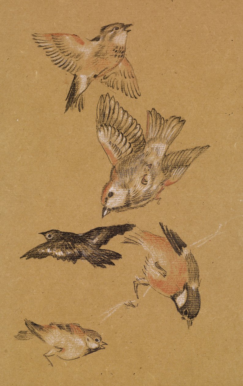 प्यार तीर्थयात्रा का नेतृत्व - पक्षियों का अध्ययन: Finches, 1897 द्वारा एडवर्ड बर्न जोन्स