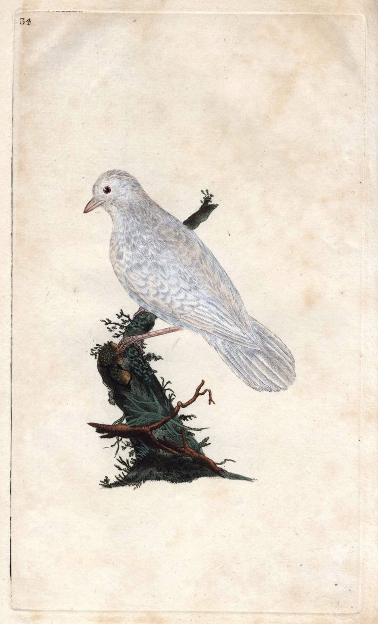 चेन्स जे। गैरुलस ग्रंथि। एडवर्ड डोनोवन (1768-1837) द्वारा ताम्र उत्कीर्णन, ब्रिटिश पक्षियों के प्राकृतिक इतिहास, लंदन में प्रकाशित द्वारा एडवर्ड डोनोवन