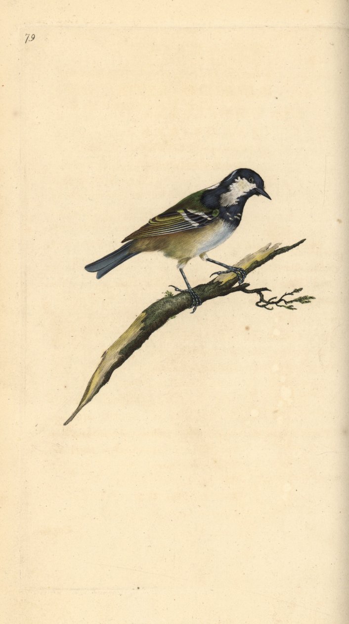 कोल इट, पेरिपेरस एटर। एडवर्ड डोनोवन द्वारा अपने स्वयं के "ब्रिटिश पक्षियों के प्राकृतिक इतिहास," लंदन से तैयार और उत्कीर्ण हाथ के रंग का ताम्रपत्र द्वारा एडवर्ड डोनोवन