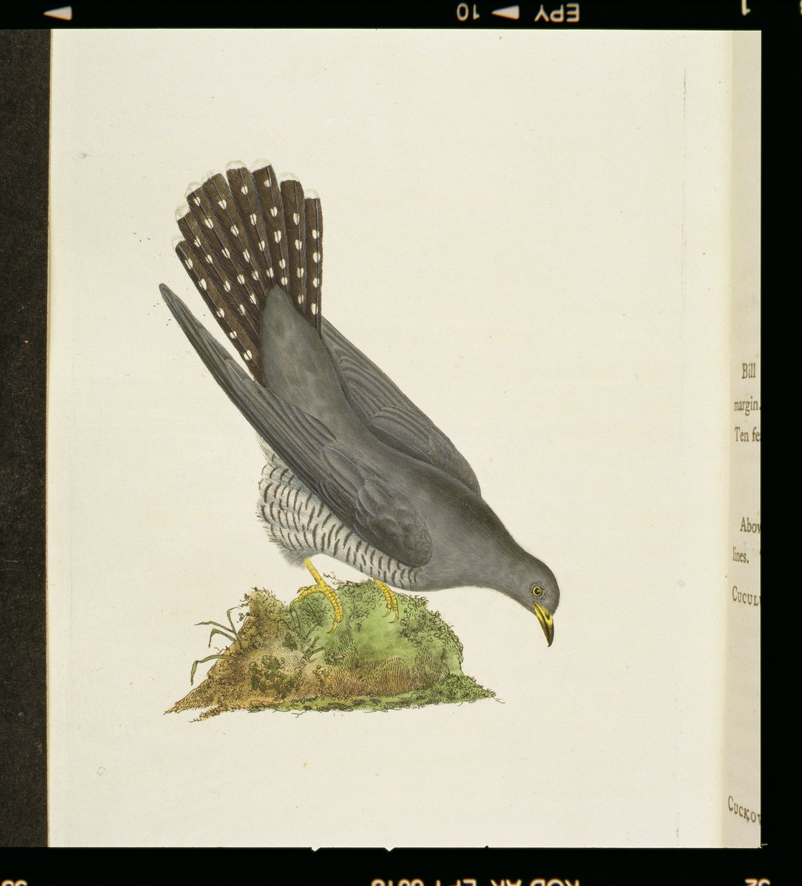 &39;द हिस्ट्री ऑफ ब्रिटिश बर्ड्स&39; से कुक्कू, 1799 द्वारा एडवर्ड डोनोवन