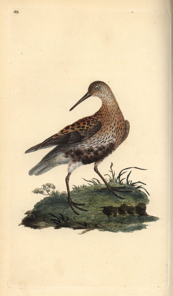 डनलिन, कैलिड्रिस अल्पना। एडवर्ड डोनोवन द्वारा अपने स्वयं के "ब्रिटिश पक्षियों के प्राकृतिक इतिहास," लंदन से तैयार और उत्कीर्ण हाथ के रंग का ताम्रपत्र द्वारा एडवर्ड डोनोवन