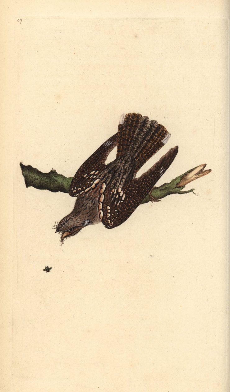यूरोपीय नाइटजर, कैप्रीमुलगस यूरोपियस। एडवर्ड डोनोवन द्वारा अपने स्वयं के "ब्रिटिश पक्षियों के प्राकृतिक इतिहास," लंदन से तैयार और उत्कीर्ण हाथ के रंग का ताम्रपत्र द्वारा एडवर्ड डोनोवन