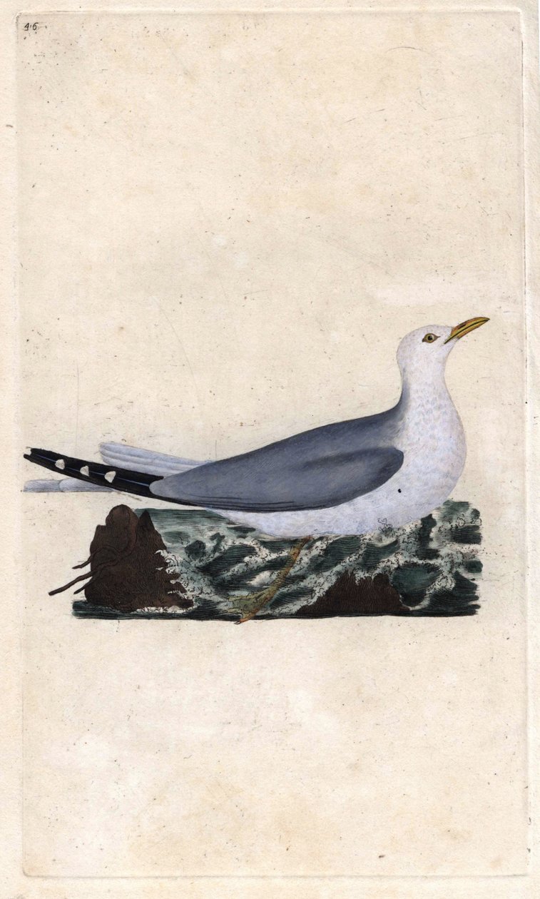 गोएलैंड राख। लारस कैनस। एडवर्ड डोनोवन (1768-1837) द्वारा ताम्र उत्कीर्णन, ब्रिटिश पक्षियों के प्राकृतिक इतिहास, लंदन में प्रकाशित द्वारा एडवर्ड डोनोवन