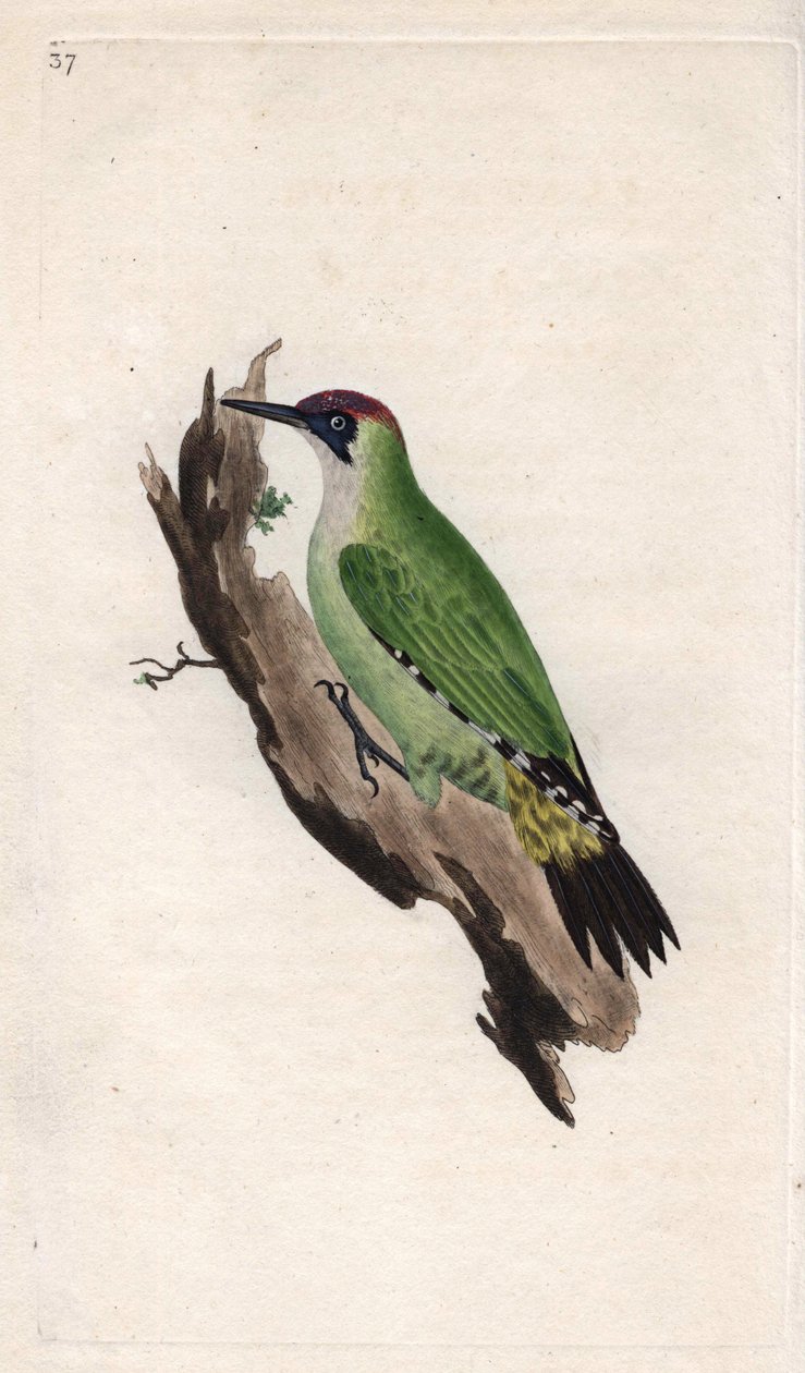 हरा कठफोड़वा। पिकस विरिडिस। एडवर्ड डोनोवन (1768-1837) द्वारा ताम्र उत्कीर्णन, ब्रिटिश पक्षियों के प्राकृतिक इतिहास, लंदन में प्रकाशित द्वारा एडवर्ड डोनोवन