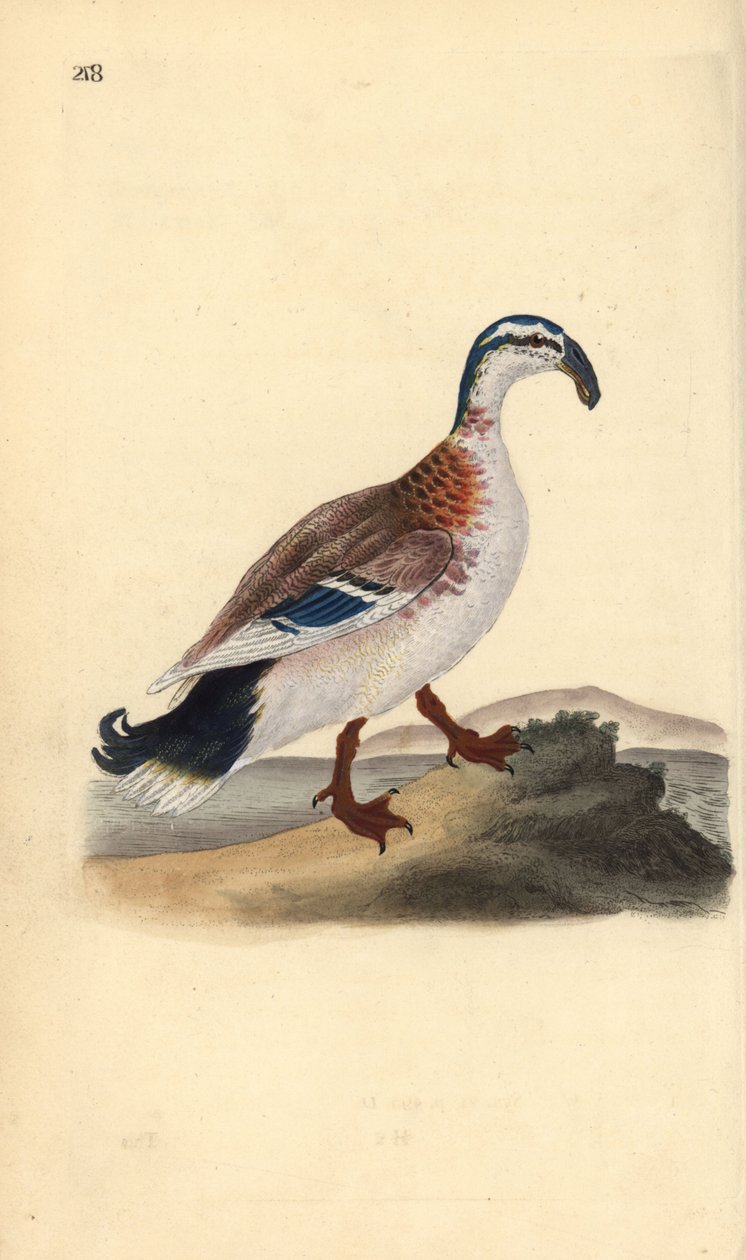 हुक-बिल मल्लार्ड, अनस प्लैटिरिनचोस। एडवर्ड डोनोवन द्वारा अपने स्वयं के "ब्रिटिश पक्षियों के प्राकृतिक इतिहास," लंदन से तैयार और उत्कीर्ण हाथ के रंग का ताम्रपत्र द्वारा एडवर्ड डोनोवन