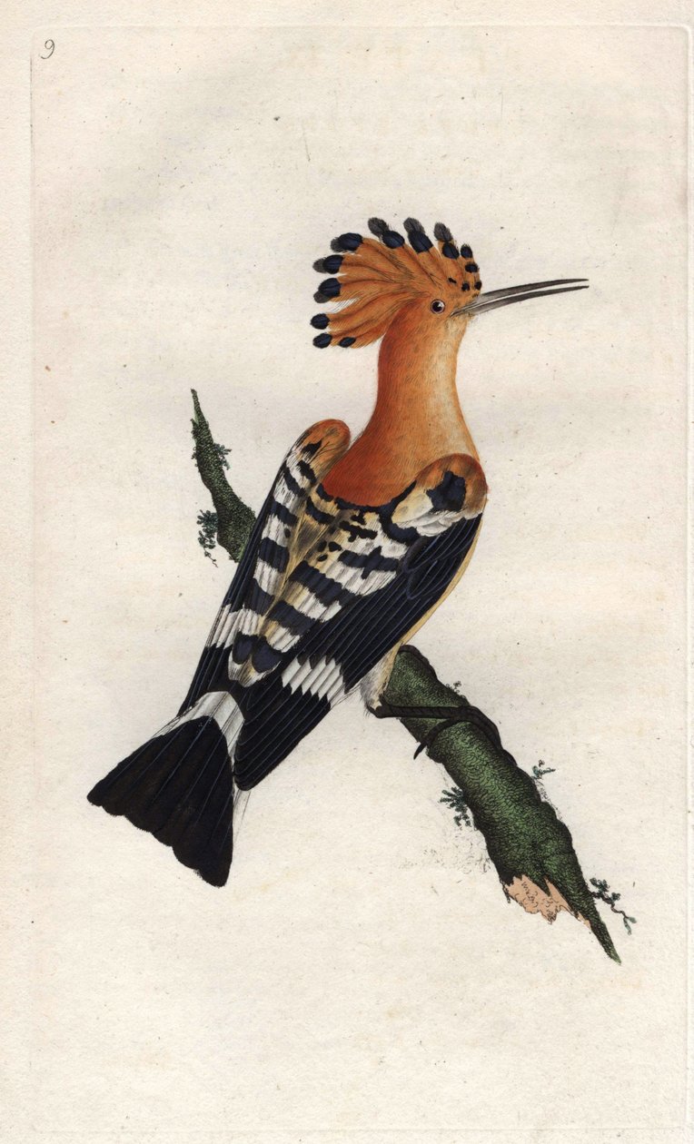 घेरा। उपुपा इपॉप्स। एडवर्ड डोनोवन (1768-1837) द्वारा ताम्र उत्कीर्णन, ब्रिटिश पक्षियों के प्राकृतिक इतिहास, लंदन में प्रकाशित द्वारा एडवर्ड डोनोवन