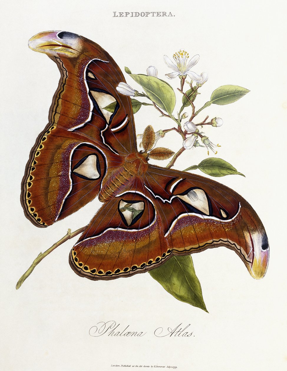 लेपिडोप्टेरा: फलोना एटलस, 1798-1799 द्वारा एडवर्ड डोनोवन