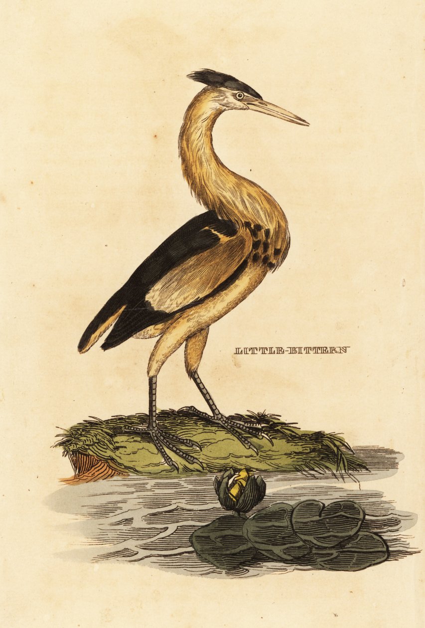 थोड़ा कड़वा, Ixobrychus minutus द्वारा एडवर्ड डोनोवन