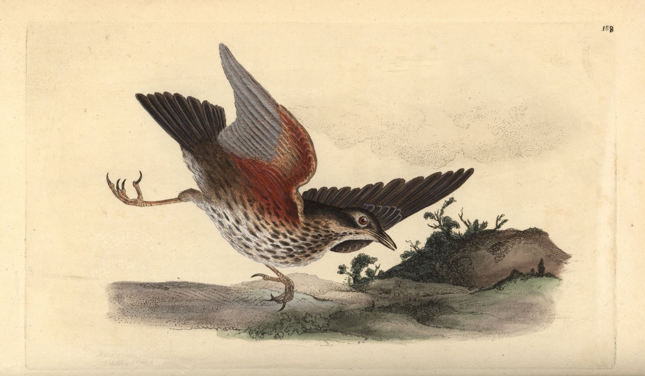 रेडविंग, टर्डस इलियाकस। एडवर्ड डोनोवन द्वारा अपने स्वयं के "ब्रिटिश पक्षियों के प्राकृतिक इतिहास," लंदन से तैयार और उत्कीर्ण हाथ के रंग का ताम्रपत्र द्वारा एडवर्ड डोनोवन