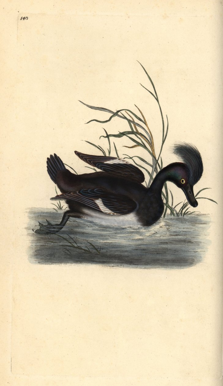 गुच्छेदार बत्तख, अय्या फुलीगुला। एडवर्ड डोनोवन द्वारा अपने स्वयं के "ब्रिटिश पक्षियों के प्राकृतिक इतिहास," लंदन से तैयार और उत्कीर्ण हाथ के रंग का ताम्रपत्र द्वारा एडवर्ड डोनोवन