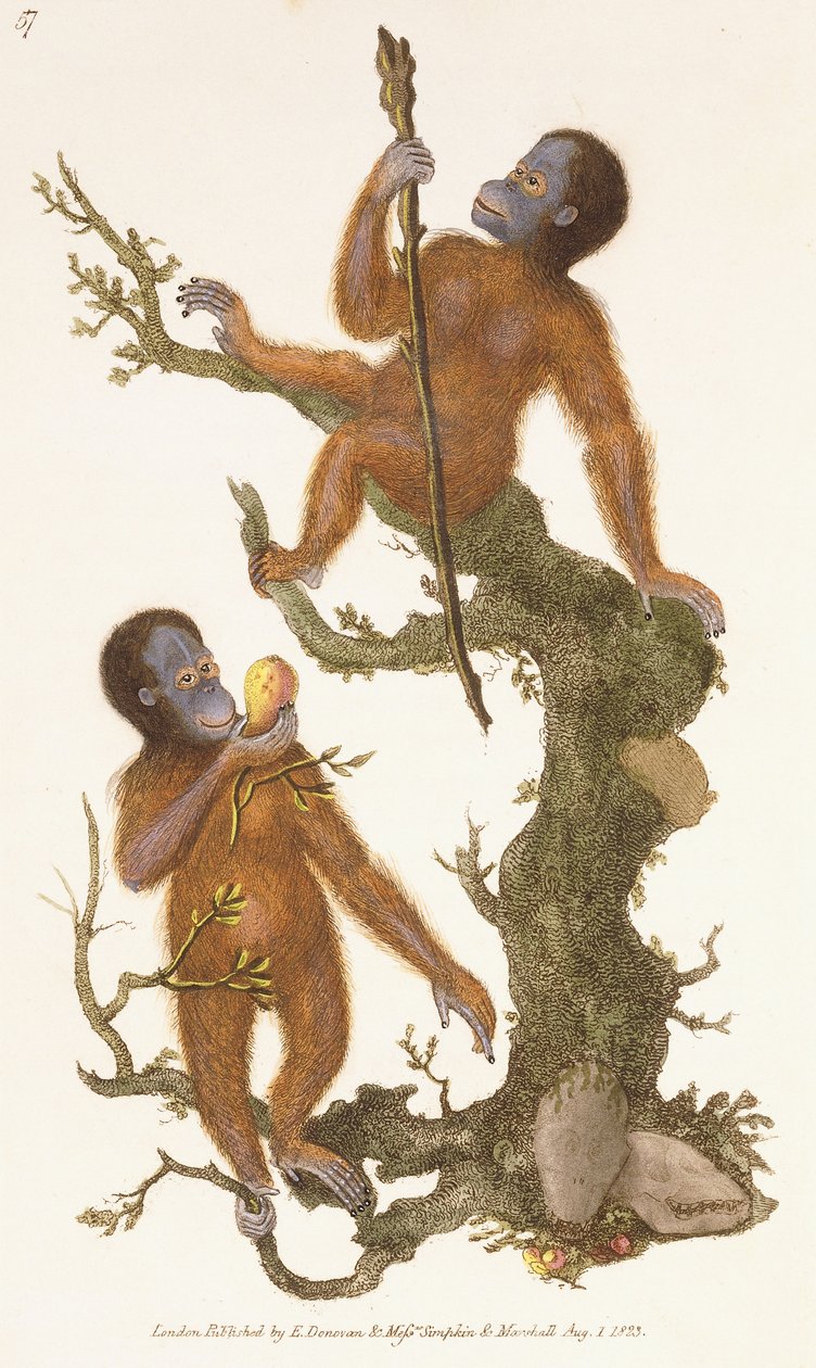 एक पेड़ पर दो प्राइमेट, 1823 द्वारा एडवर्ड डोनोवन