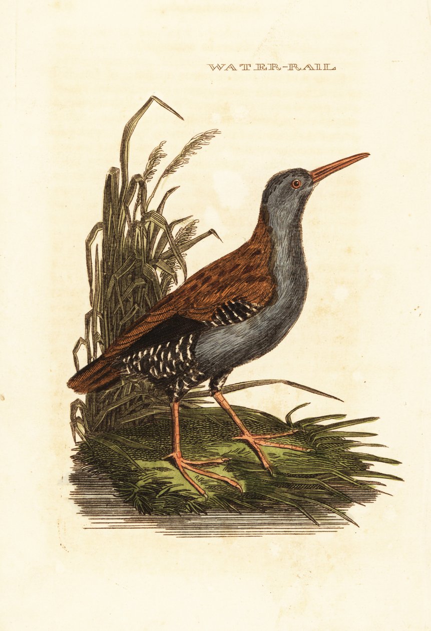 जल रेल, रैलस एक्वाटिकस द्वारा एडवर्ड डोनोवन