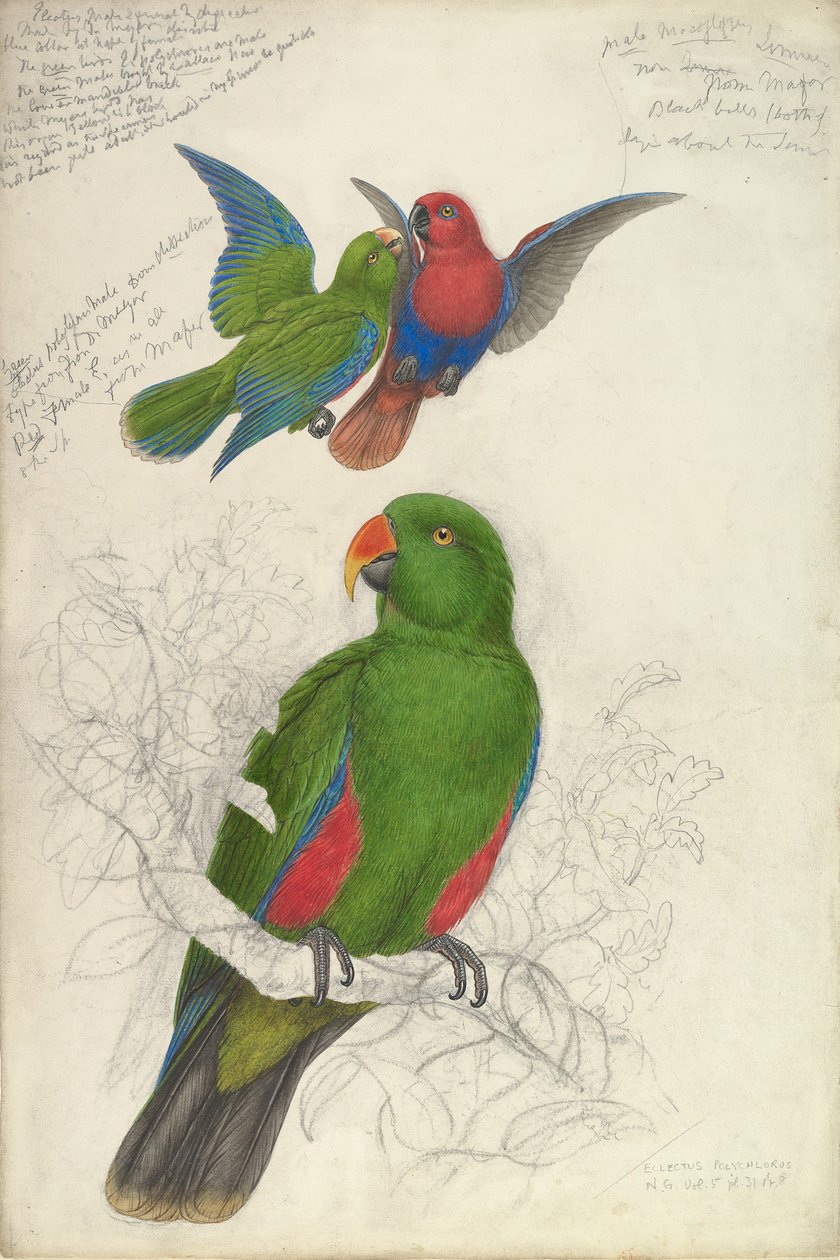 इक्लेक्टस रोराटस पॉलीक्लोरोस, सीए। 1830-32। द्वारा एडवर्ड लीयर