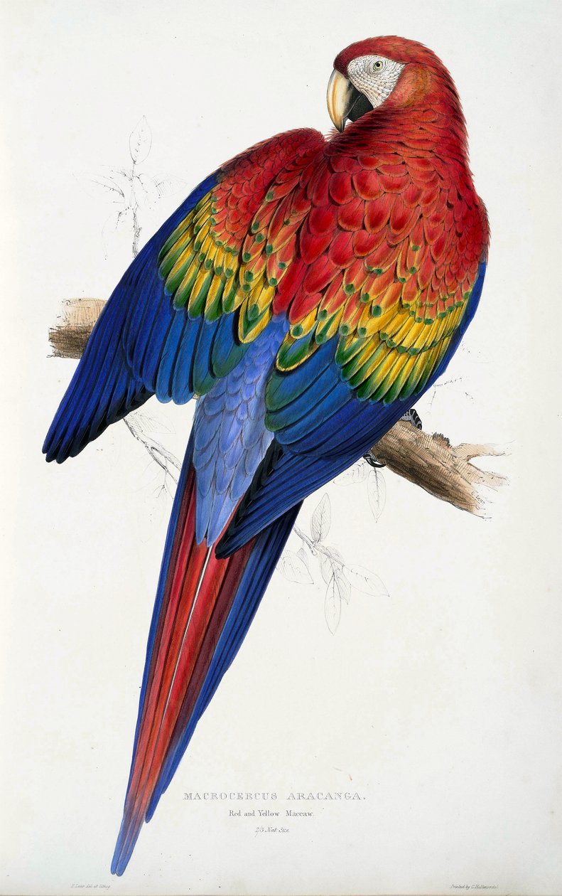 लाल और पीला एक प्रकार का तोता (Macrocercus aracanga), Psittacida के परिवार के चित्र, या तोते, पब से। 1832 (रंगीन उत्कीर्णन) द्वारा एडवर्ड लीयर