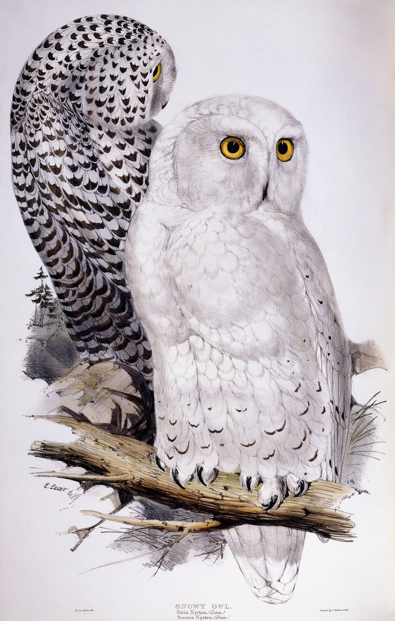 बर्फीला उल्लू, 1832-1837 द्वारा एडवर्ड लीयर