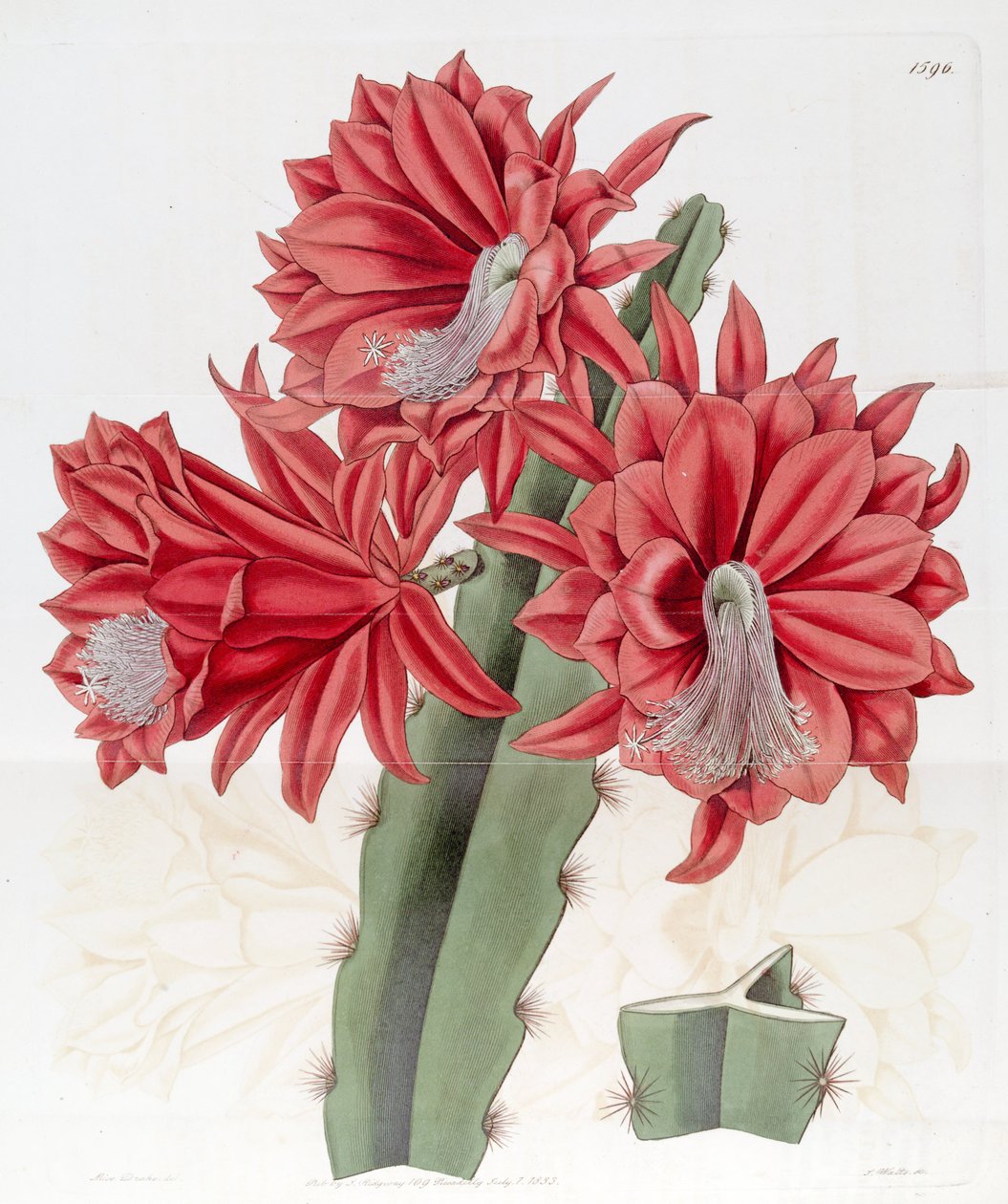 Disocactus hybridus × &39;ईंट&39; द्वारा एडवर्ड्स