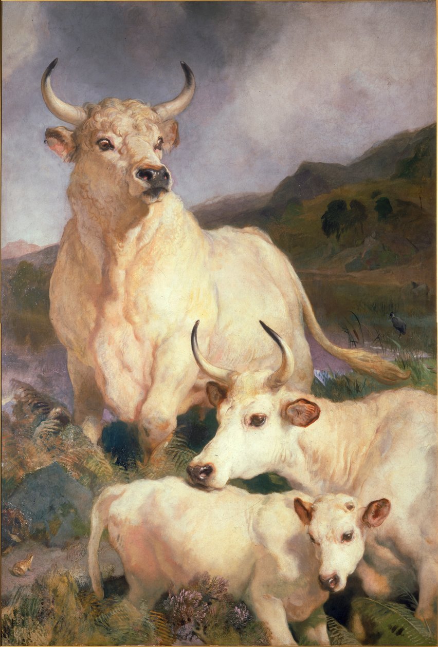 चिलिंगहैम, नॉर्थम्बरलैंड की जंगली मवेशी, c.1867 द्वारा एडविन लैंडसीर