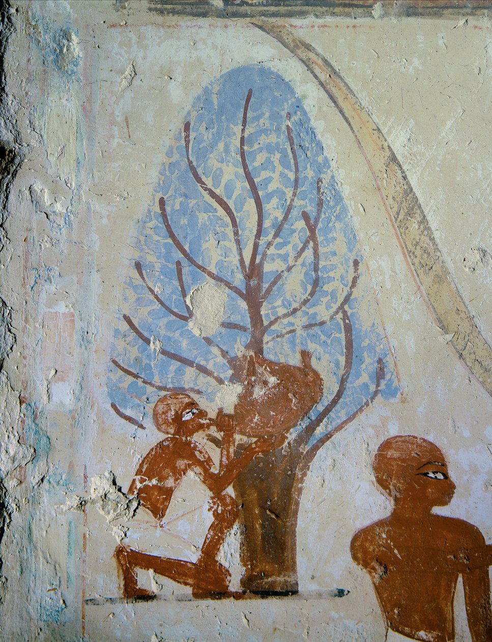  द्वारा मिस्र का 18वां राजवंश Dy