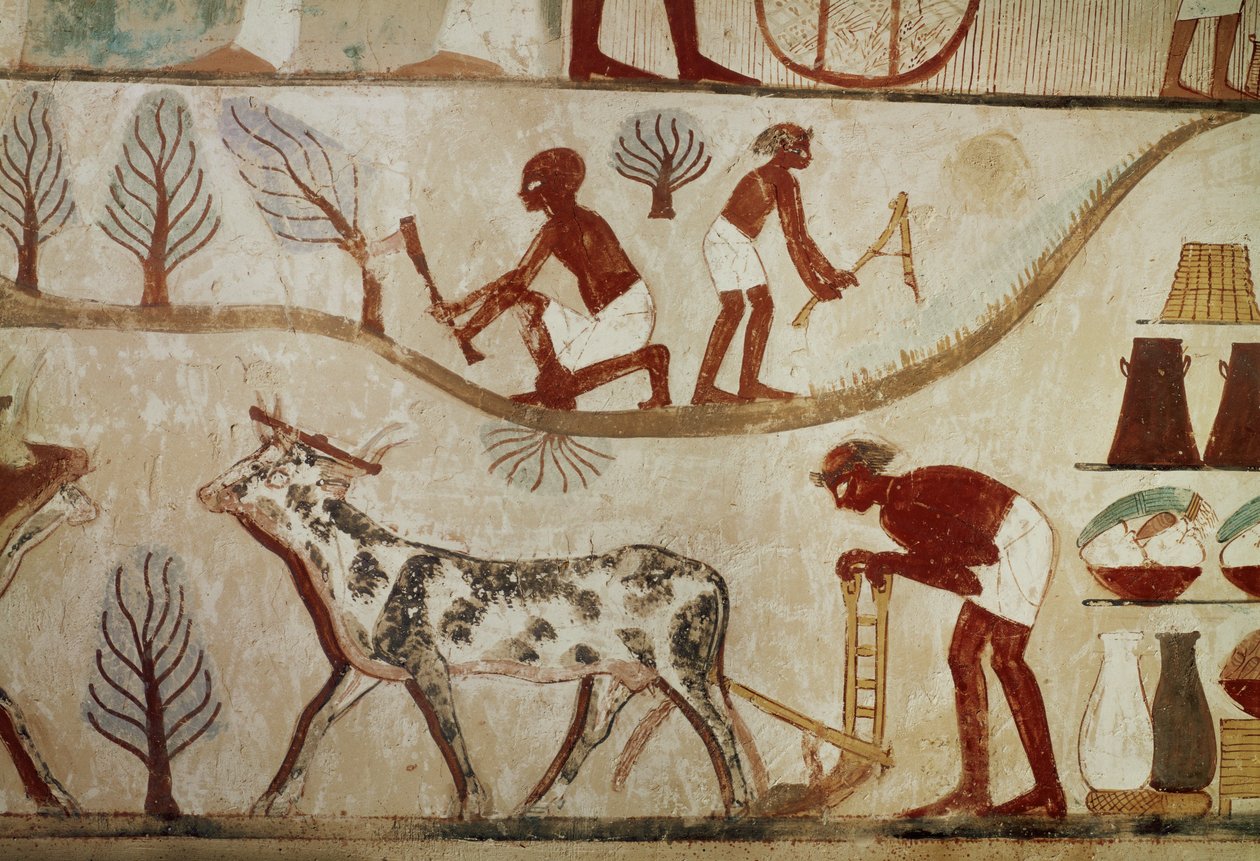  द्वारा मिस्र का 18वां राजवंश Dy