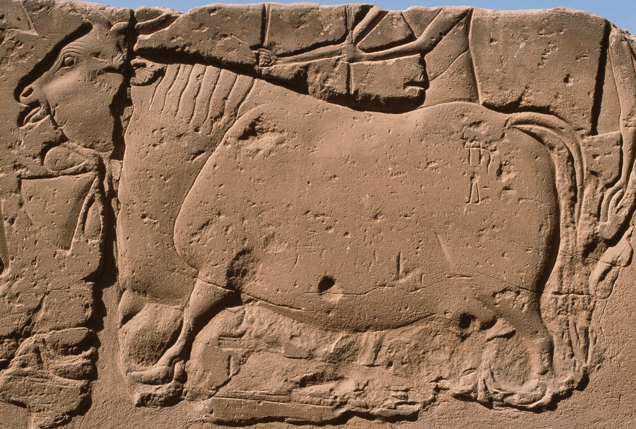 एक गाय को दर्शाती एक राहत का विवरण, रामेसेस II (1298-32 ईसा पूर्व) आंगन (चूना पत्थर) द्वारा मिस्र का 19 वां राजवंश