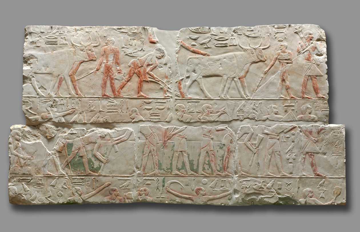 सक्कारा से कृषि दृश्यों की राहत, c.2311-2281 द्वारा मिस्र का 6 वाँ राजवंश