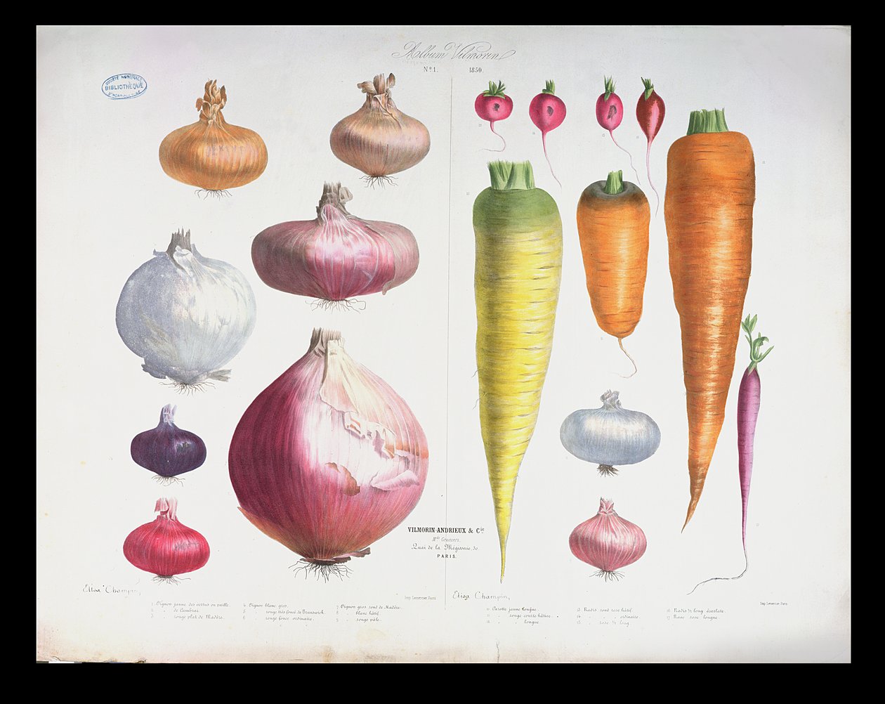 पहला एल्बम विल्मोरिन, 1850 से प्याज, मूली और गाजर द्वारा एलिसा चंपिन