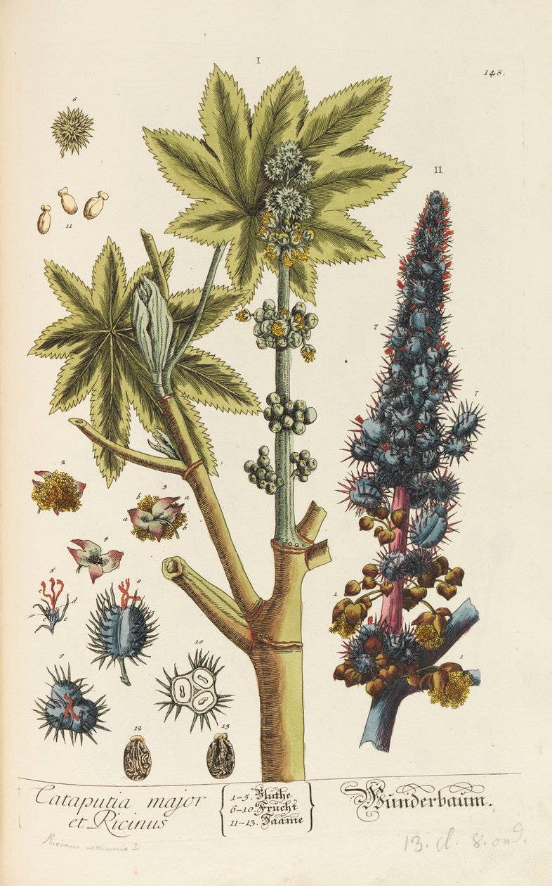 ब्लैकवेलियन हर्बेरियम संशोधित और विस्तृत, 1754-1773। द्वारा एलिजाबेथ ब्लैचरी ब्लैकवेल