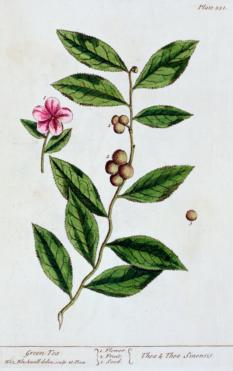 हरी चाय, 1782 द्वारा एलिजाबेथ ब्लैकवेल