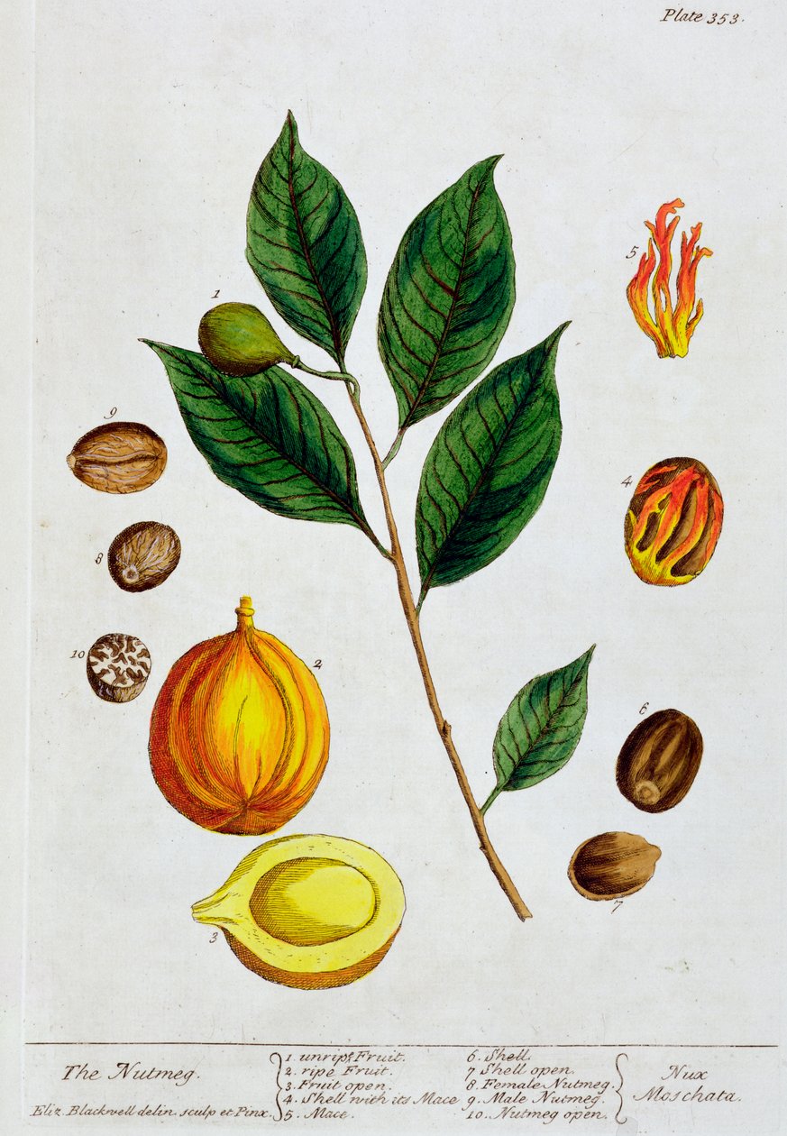 जायफल, 1782 द्वारा एलिजाबेथ ब्लैकवेल